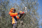 Motosega EFCO MTT2500 - immagine 8