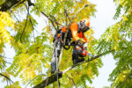 Motosega EFCO MTT3600 - immagine 7