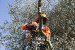 Motosega EFCO MTT2500 - immagine 4